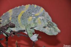 Trioceros melleri