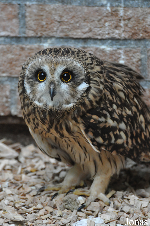 Vogelasiel De Fûgelhelling