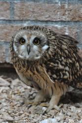 Vogelasiel De Fûgelhelling