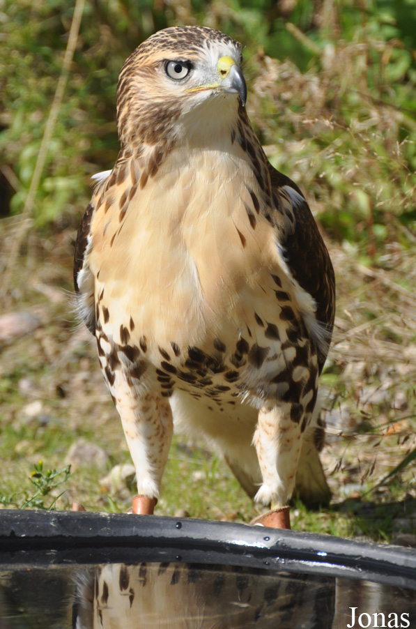 Safari Zoo Park Lintrup