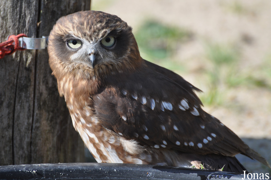 Safari Zoo Park Lintrup