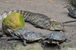 Caiman crocodilus fuscus