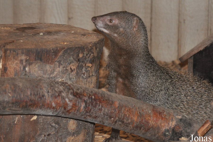 Blåvand Zoo