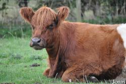 Vache Belted Galloway
