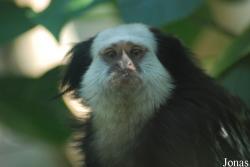 Callithrix geoffroyi