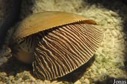 Neogastropoda