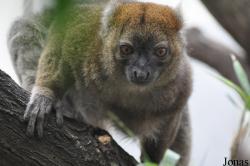 Prolemur simus