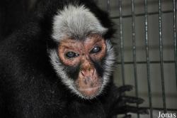 Ateles marginatus