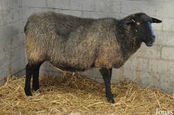 Mouton Rauwolliges Pommersches Landschaf