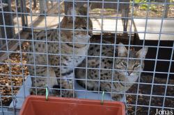 Felis chaus x Leptailurus serval