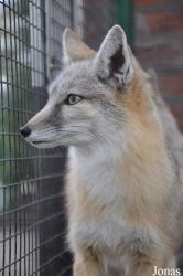 Dierentuin Animal Farm