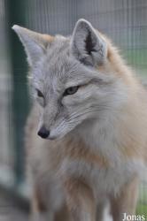 Dierentuin Animal Farm