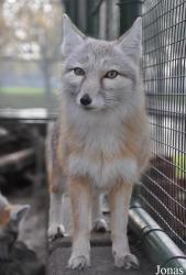Dierentuin Animal Farm