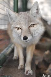 Dierentuin Animal Farm
