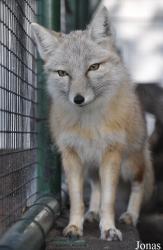 Dierentuin Animal Farm