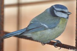 Paridae