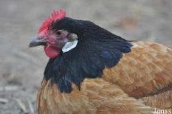 Poule Vorwerkhuhn