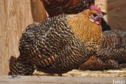 Poule Braekel