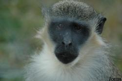Chlorocebus sabaeus
