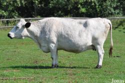 Vache Fjall