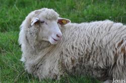 Mouton de la Forêt bavaroise