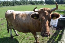 Vache Télémark