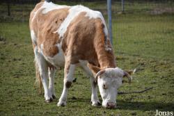 Vache Hinterwälder