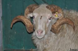 Arche Warder