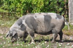 Cochon Dänisches Sortbroget Schwein