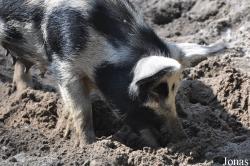 Cochon Turopolje Schwein