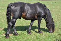 Cheval Posavina