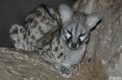 Viverridae