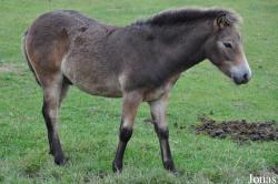 Poney Exmoor