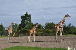 Givskud Zoo