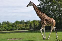 Givskud Zoo