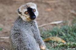Eulemur rufus