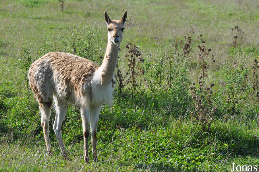 Givskud Zoo