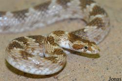 Colubridae