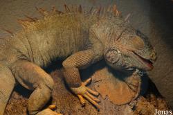 Iguana iguana
