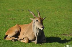 Ree Park Ebeltoft Safari