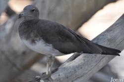 Dubai Zoo