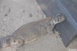 Uromastyx thomasi