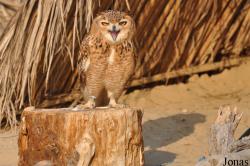Birds of Prey Show
