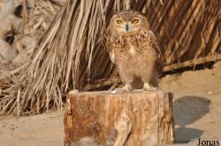 Birds of Prey Show