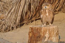 Birds of Prey Show