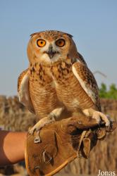 Birds of Prey Show