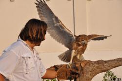 Birds of Prey Show