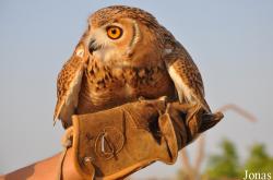 Birds of Prey Show