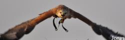 Birds of Prey Show