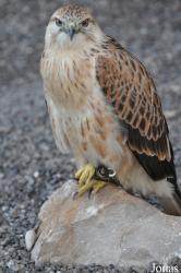Birds of Prey Show